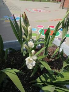 Fleur et cour de recre 1